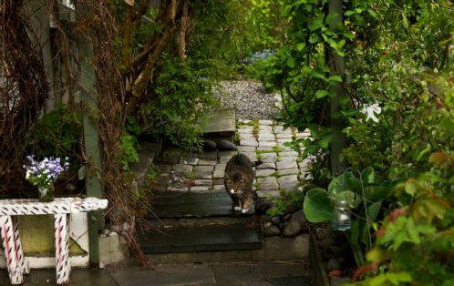 Findus, verdens s�teste katt