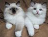 Ragdoll-kattunger �nskes kj�pt