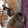 2 s�te kaninjenter selges