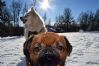 �nsker hundelufting fjellhamar