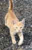 R�d kattunge funnet lierskogen