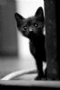 Svart hannkatt �nskes 