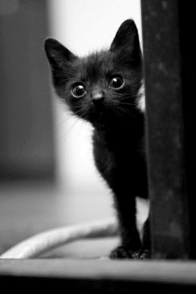 Svart hannkatt �nskes 