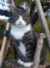 Hannkatt savnet i �mot, modum