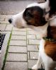 Fox terrier, glatth�ret