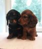 Nydelige dachsvalper langh�r 