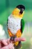 Sorthodet caique fr�ken