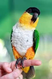 Sorthodet caique fr�ken