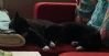 2 hunnkatter s�stre