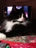 Katt �nsker nye jaktmarker 