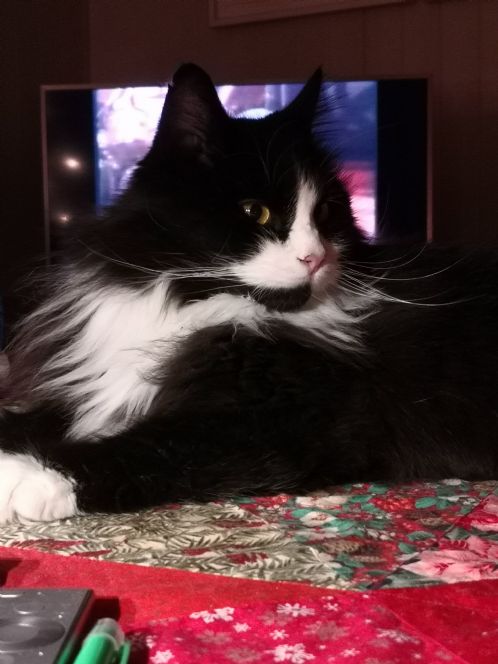 Katt �nsker nye jaktmarker 