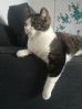Rolig katt �nsker godt hjem