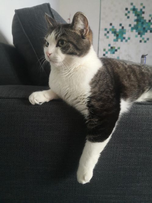 Rolig katt �nsker godt hjem