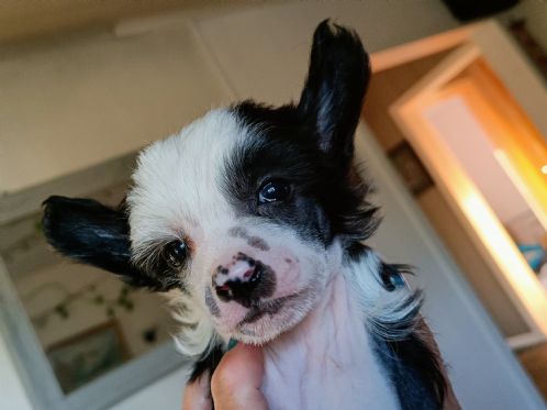Chinese crested 