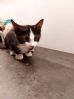 Kattunge 4 m�neder
