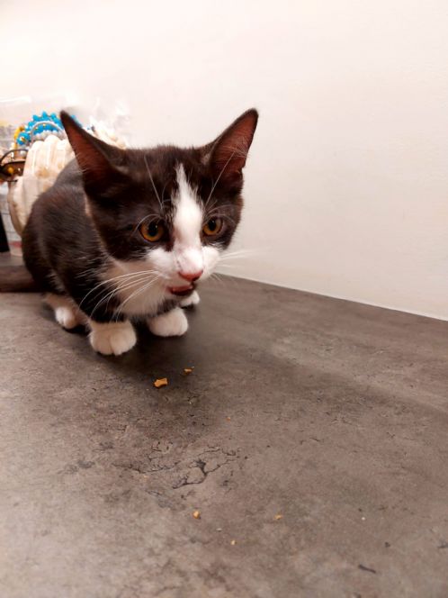 Kattunge 4 m�neder