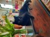Kastrert hannkatt 3 �r