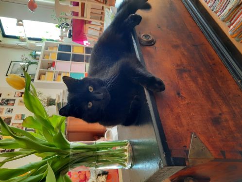 Kastrert hannkatt 3 år