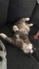 13 �r gammel hannkatt