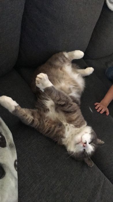 13 �r gammel hannkatt