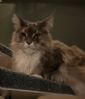 Maine coon dame s�ker hjem
