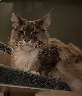Maine coon dame søker hjem