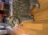 Fin hunnkatt s�ker nytt hjem