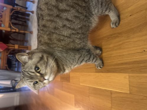 Fin hunnkatt s�ker nytt hjem