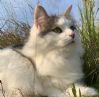 Hokatt, f�dt 2018, chippet