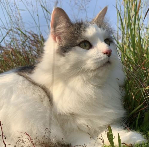 Hokatt, født 2018, chippet