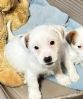 Strih�ret jack russell 