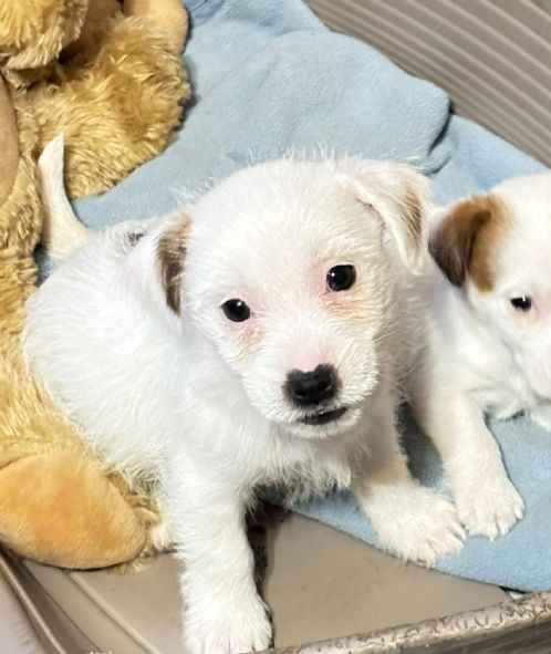 Strih�ret jack russell 