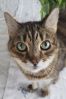 Vennlig katt s�ker nytt hjem