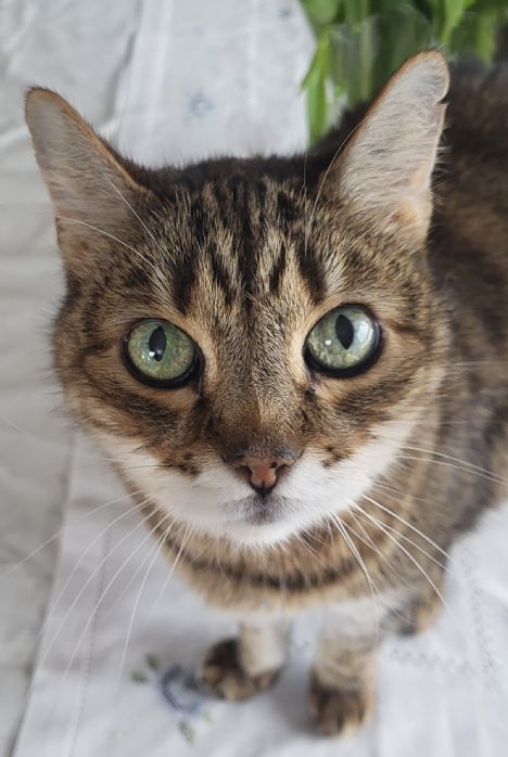 Vennlig katt s�ker nytt hjem