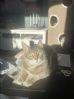 Omplassering av hunnkatt 