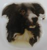 Border Collie utstillingsn�l