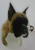 Boxer utstillingsn�l