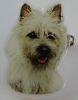 Cairn Terrier utstillingsn�l