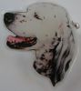 Engelsk Setter utstillingsn�l