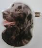 Flat Coated retriver utstillingsn�l