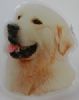 Golden retriver utstillingsn�l